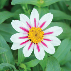 Zahara Starlight Rose Zinnia
