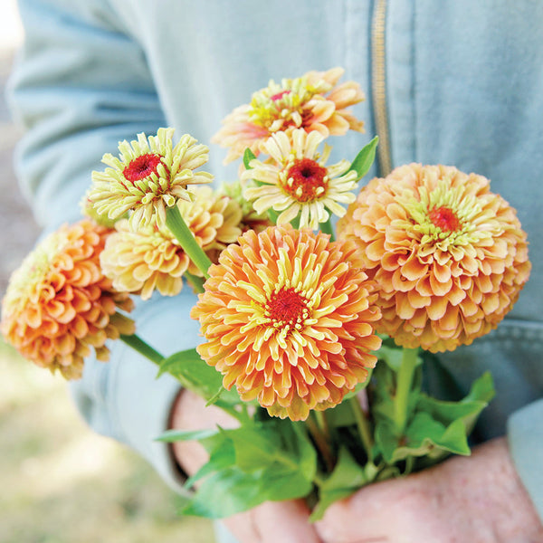 Queen Lime Orange Zinnia