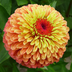 Queen Lime Orange Zinnia