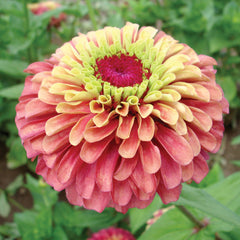 Queen Red Lime Zinnia