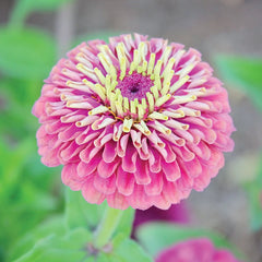 Queen Red Lime Zinnia