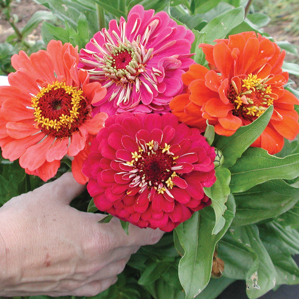 Benary's Giant Series Mix Zinnia