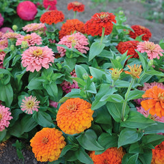 Magellan Persian Carpet Mix Zinnia