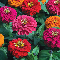 Magellan Persian Carpet Mix Zinnia