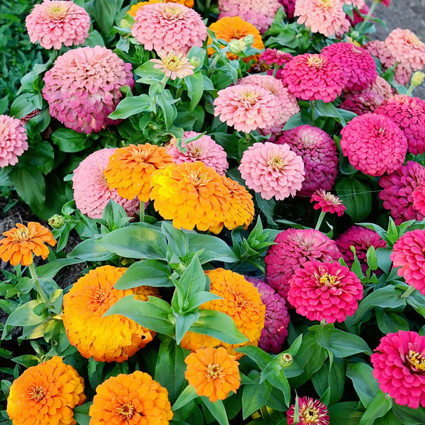 Magellan Persian Carpet Mix Zinnia