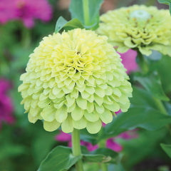 Queen Lime Green Zinnia