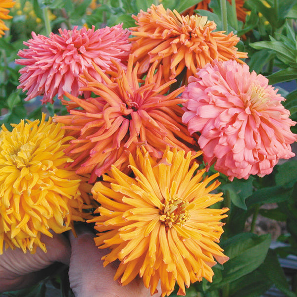 Giant Cactus Double Mix Zinnia