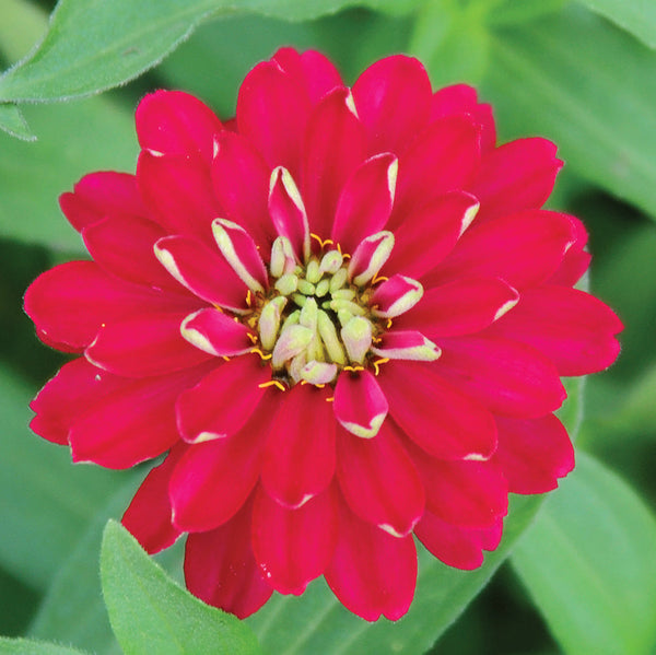 Zahara Double Cherry Zinnia