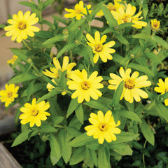 Zahara Yellow Improved Zinnia
