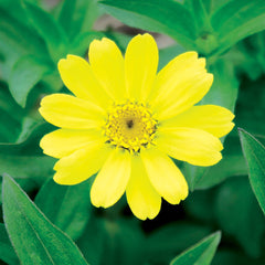 Zahara Yellow Improved Zinnia