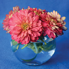 Zahara Double Salmon Rose Zinnia
