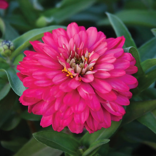 Zahara Double Salmon Rose Zinnia
