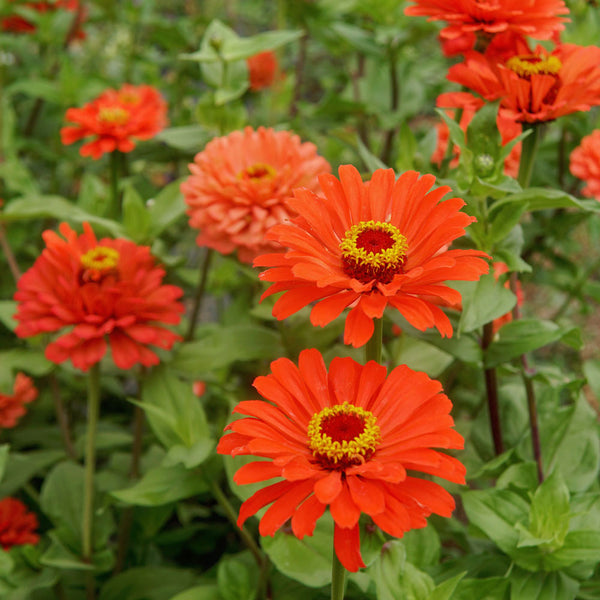 Senora Zinnia
