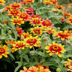 Profusion Red Yellow Bicolor Zinnia