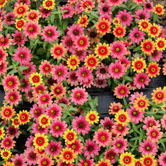 Profusion Red Yellow Bicolor Zinnia