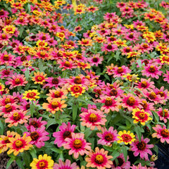Profusion Red Yellow Bicolor Zinnia