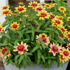 Profusion Red Yellow Bicolor Zinnia