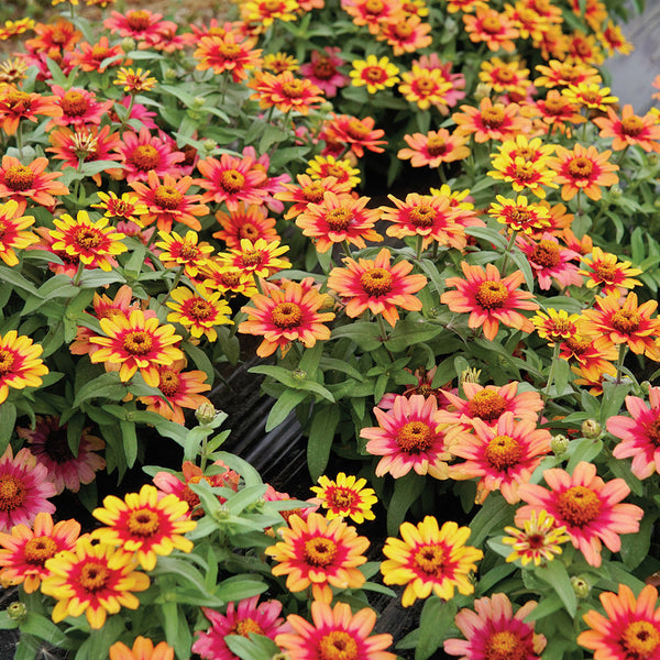 Profusion Red Yellow Bicolor Zinnia