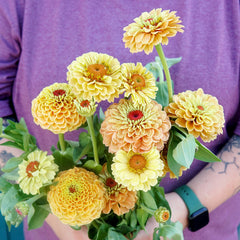 Queen Lemon Peach Zinnia