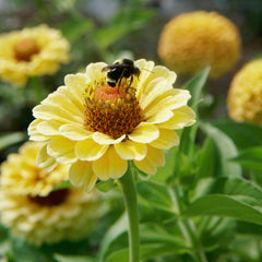 Queen Lemon Peach Zinnia