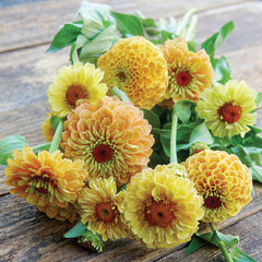 Queen Lemon Peach Zinnia
