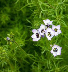 Bird's Eyes Gilia