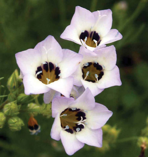 Bird's Eyes Gilia
