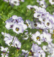 Bird's Eyes Gilia