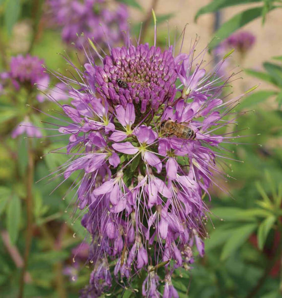 Rocky Mountain Bee Plant