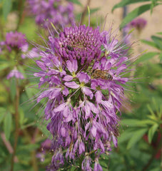 Rocky Mountain Bee Plant