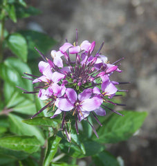 Rocky Mountain Bee Plant