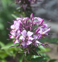 Rocky Mountain Bee Plant