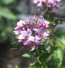 Rocky Mountain Bee Plant