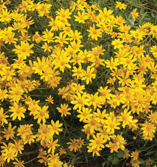 Common Woolly Sunflower