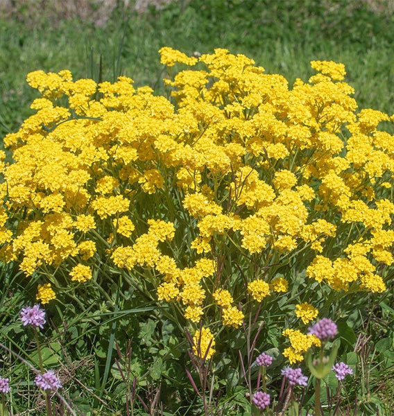 Basket-of-Gold
