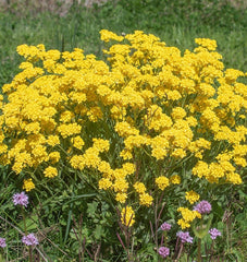 Basket-of-Gold
