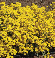Basket-of-Gold