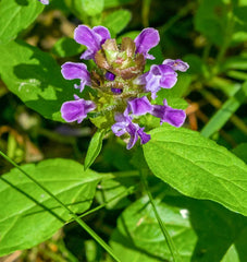 Self-Heal