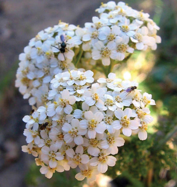 Western Yarrow 🐦