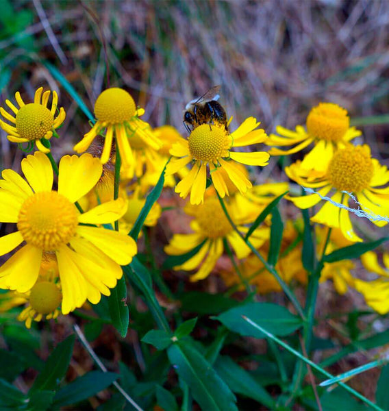 Autumn Sneezeweed