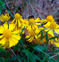 Autumn Sneezeweed