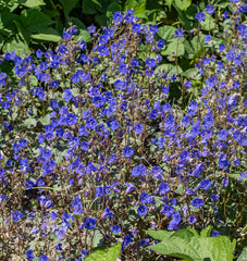 California Bluebell