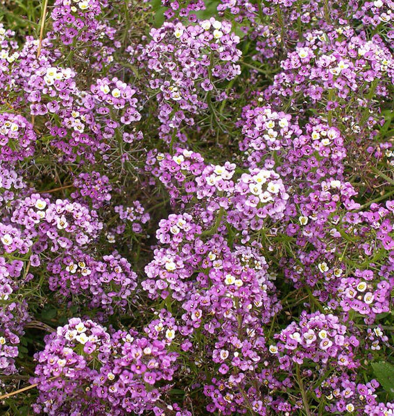 Dwarf Purple