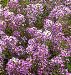 Dwarf Purple