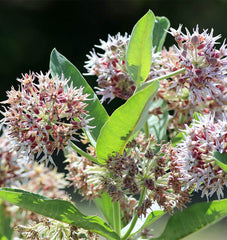 Showy Milkweed