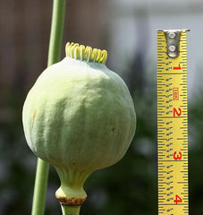 Giganthemum