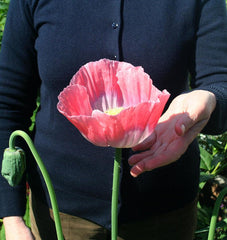 Giganthemum