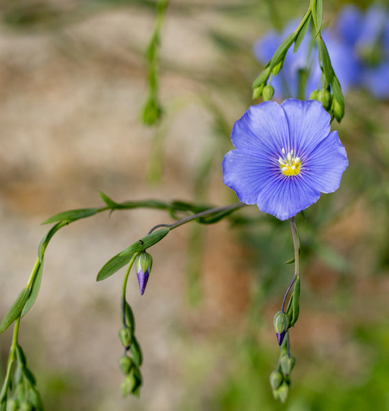 Common Flax Organic