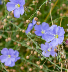 Common Flax Organic