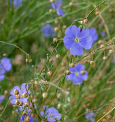 Common Flax Organic